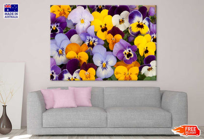 Purple Yellow Blue Pansy Flowers View Photograph Print 100% Australian Made