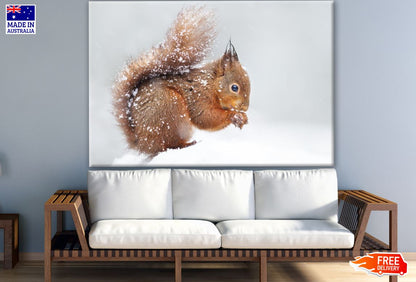 Squirrel Eating on Snow Ground Photograph Print 100% Australian Made