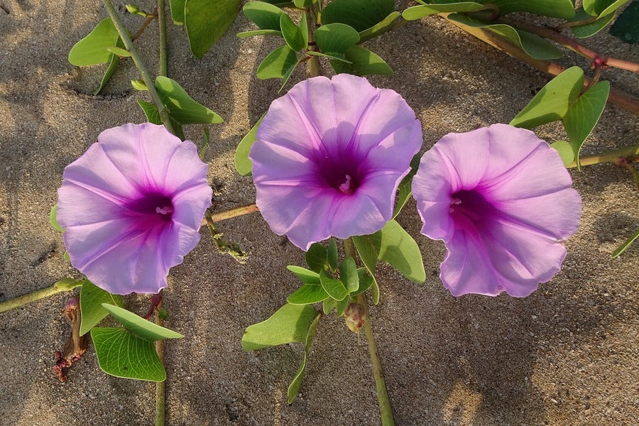 Beach Pink Moonflowers Closeup Photograph Print 100% Australian Made