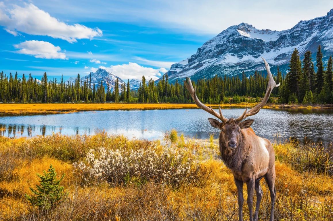 Deer Near Lake Forest Scenery Home Decor Premium Quality Poster Print Choose Your Sizes