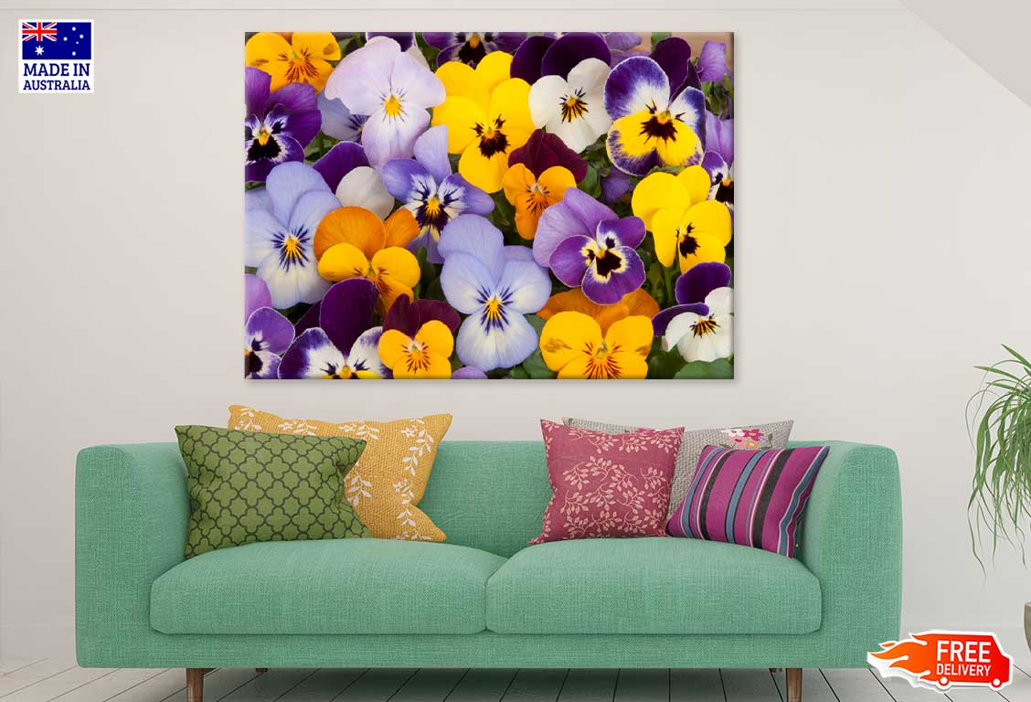 Purple Yellow Blue Pansy Flowers View Photograph Print 100% Australian Made