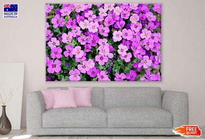 Purple Rock Cress Closeup Photograph Print 100% Australian Made