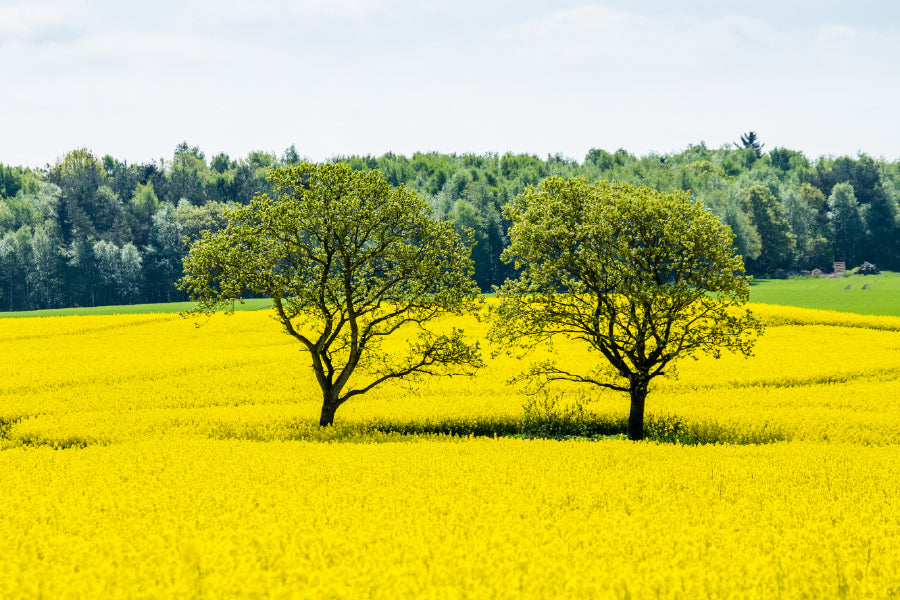 Trees on Yellow Flower Field Scenery Photograph Print 100% Australian Made