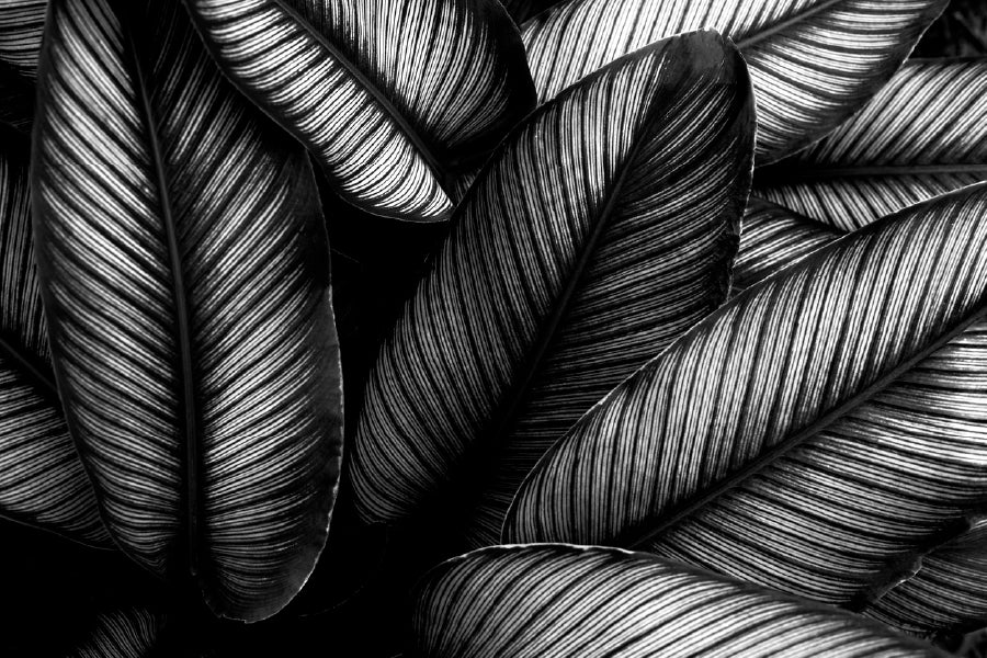 Closeup Leaves B&W Photograph Print 100% Australian Made