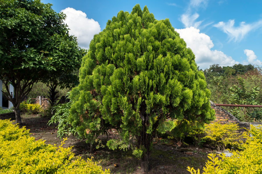 Garden Tree & Blue Sky View Photograph Print 100% Australian Made