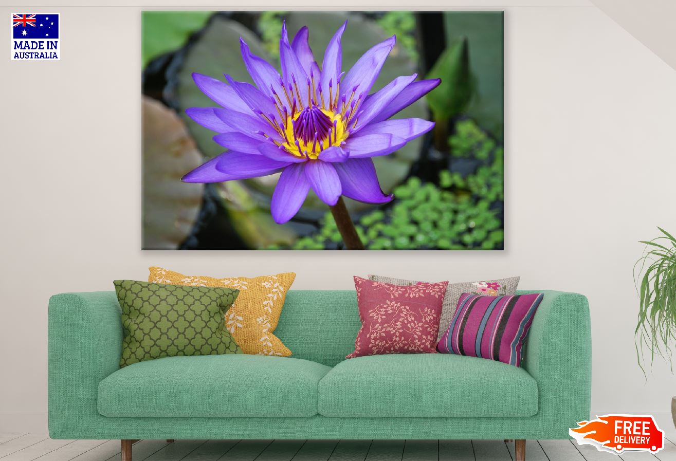 Purple Lotus Flower Photograph Print 100% Australian Made