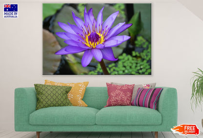 Purple Lotus Flower Photograph Print 100% Australian Made