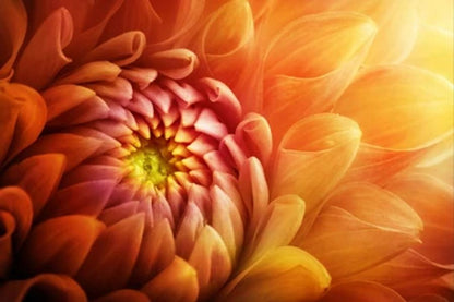 Colorful Chrysanthemum Flower Macro Print 100% Australian Made
