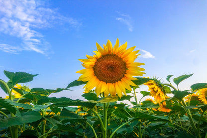 Sunflowers with Leaves & Blue Sky Photograph Print 100% Australian Made