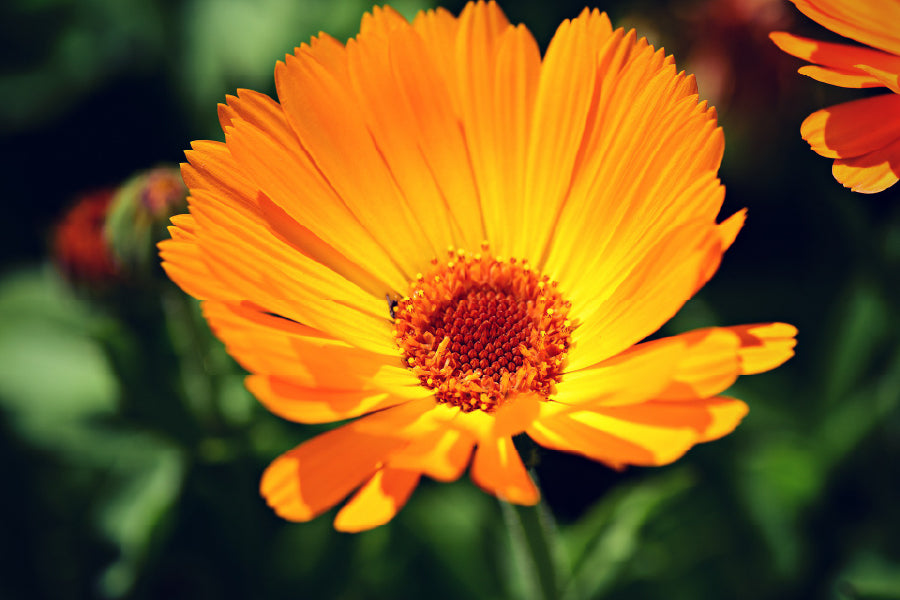 Marigold Flower Closeup View Photograph Print 100% Australian Made