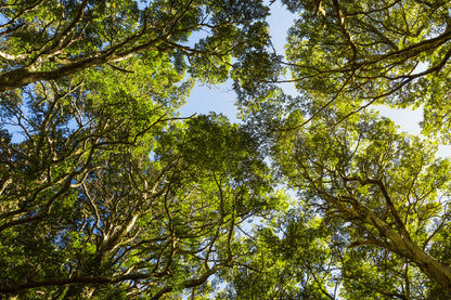 Beech Forest Trees Tops View Photograph Print 100% Australian Made