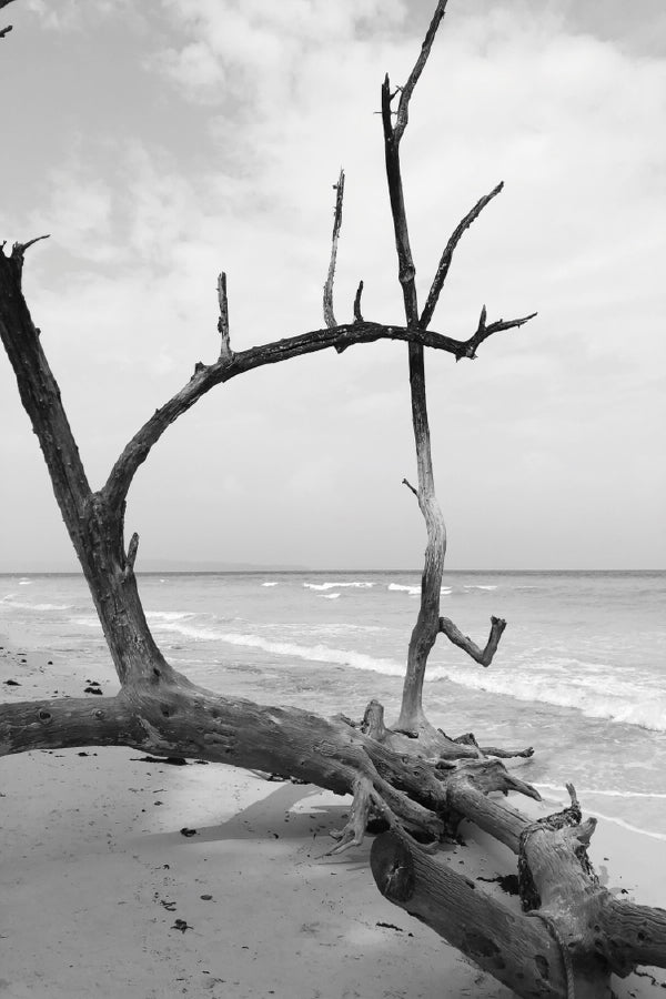 Fallen Tree Trunk on Island B&W View Home Decor Premium Quality Poster Print Choose Your Sizes