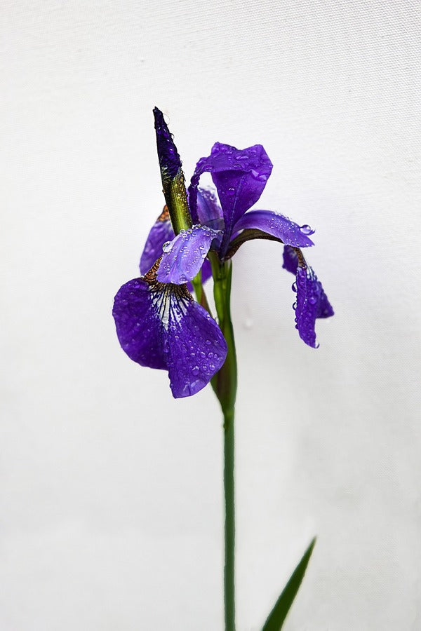 Blue Iris Flower Closeup Photograph Print 100% Australian Made