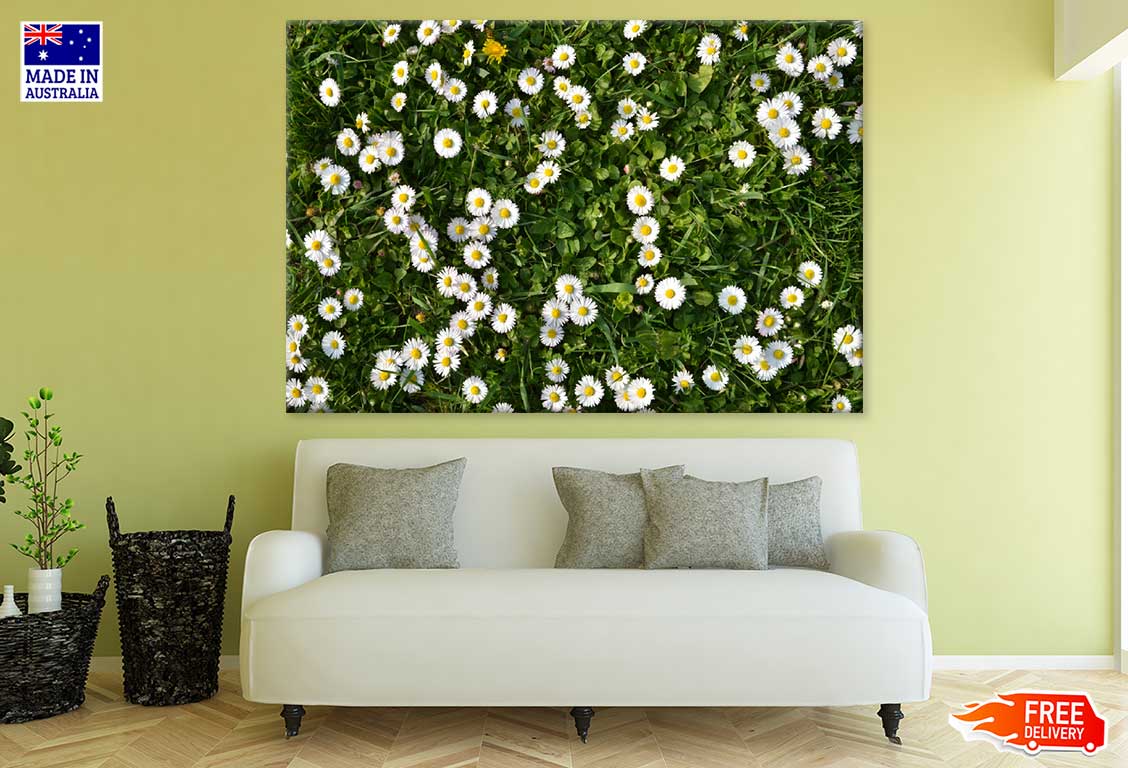 White Daisy Flower Field View Photograph Print 100% Australian Made