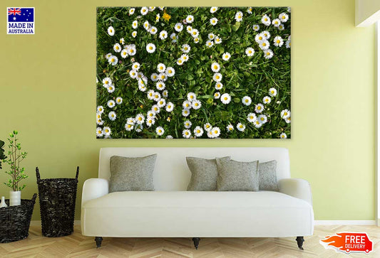 White Daisy Flower Field View Photograph Print 100% Australian Made