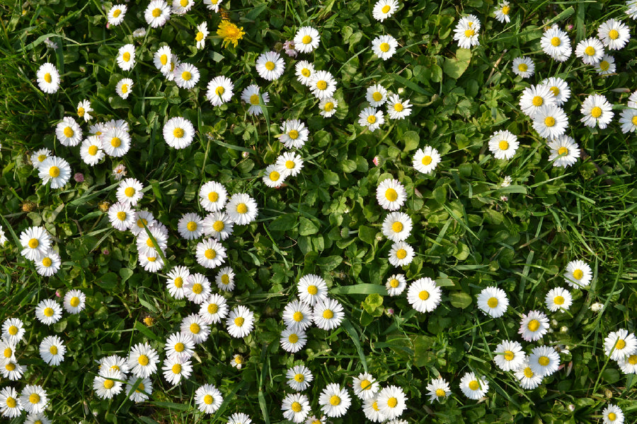 White Daisy Flower Field View Photograph Print 100% Australian Made