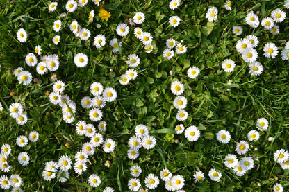 White Daisy Flower Field View Photograph Print 100% Australian Made