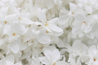 White Lilac Flowers Closeup Photograph Print 100% Australian Made