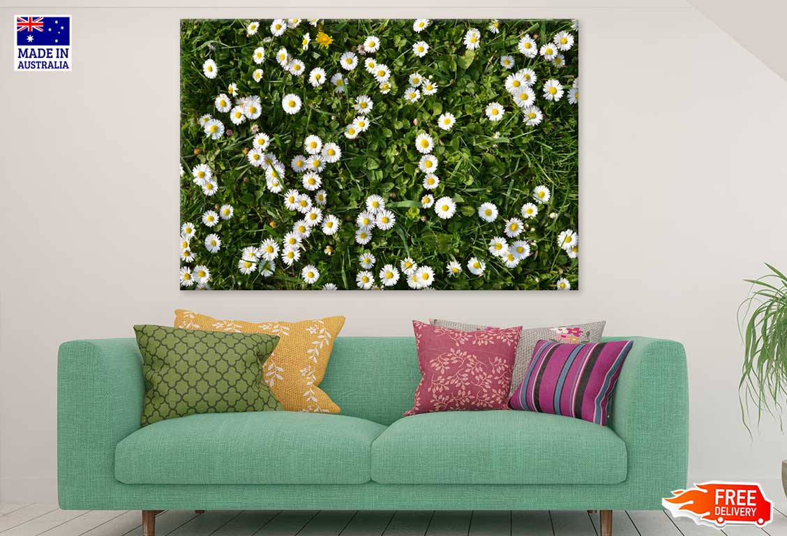 White Daisy Flower Field View Photograph Print 100% Australian Made