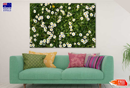 White Daisy Flower Field View Photograph Print 100% Australian Made