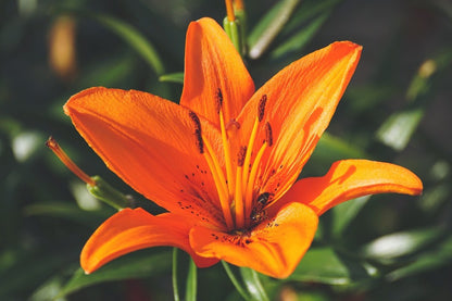 Orange Lily Flower Photograph Print 100% Australian Made