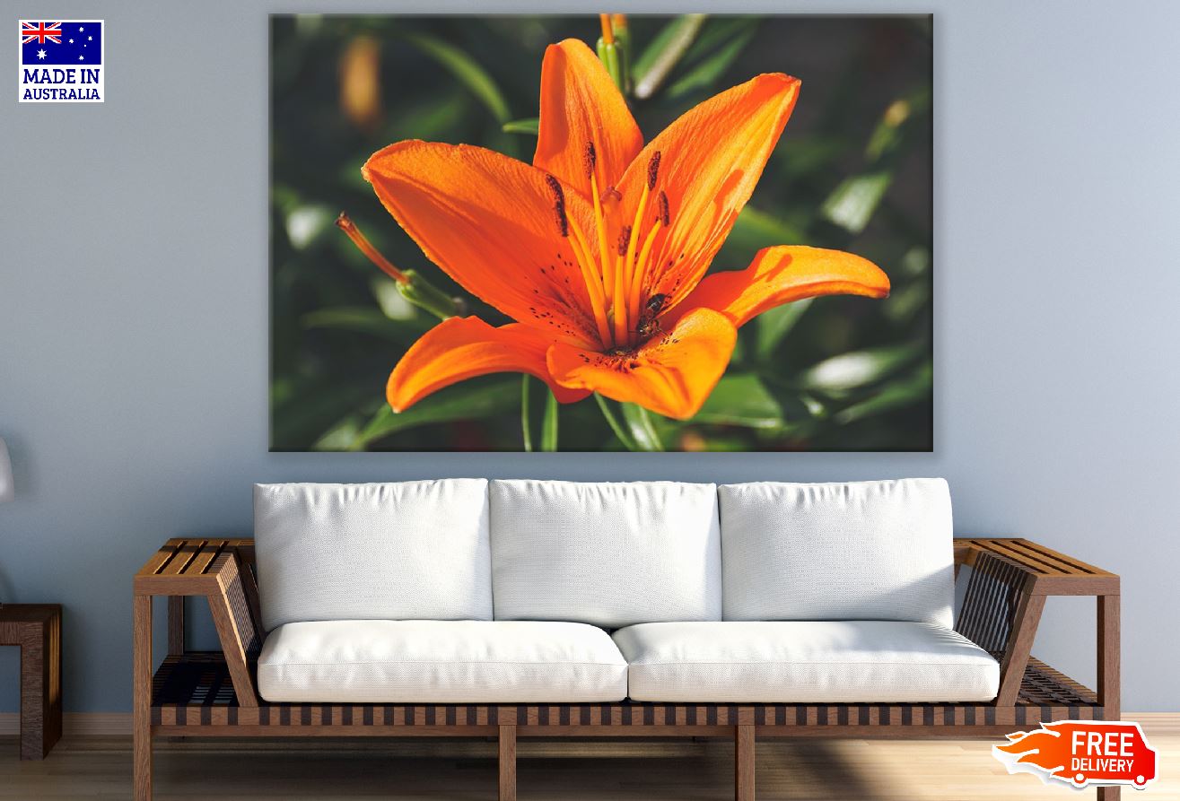 Orange Lily Flower Photograph Print 100% Australian Made