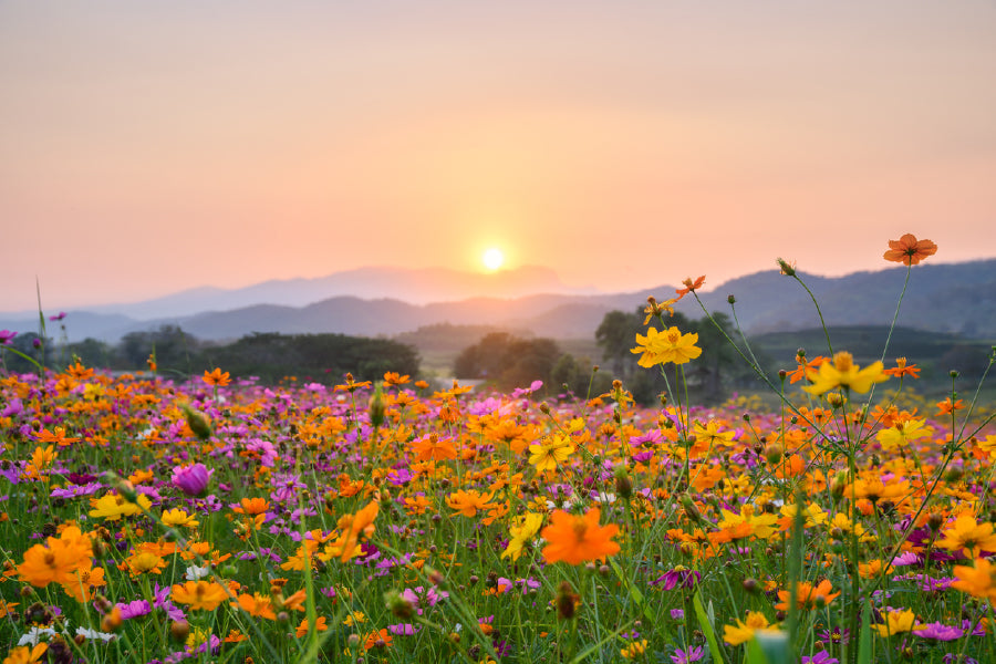 Pink Yellow Flower Garden Sunset View Photograph Print 100% Australian Made