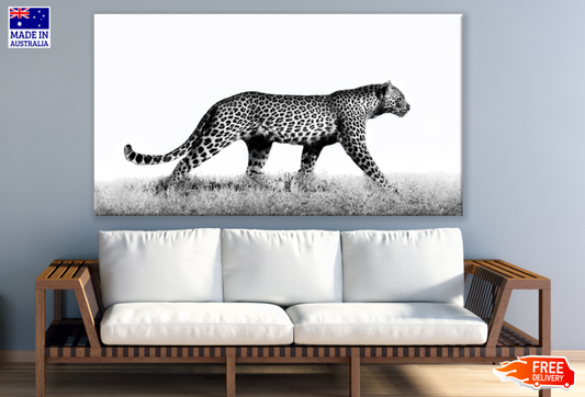 Walking Leopard B&W Photograph Print 100% Australian Made