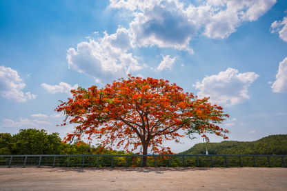 Red Flower Tree & Sky View Photograph Print 100% Australian Made