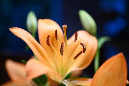 Orange Lily Flower Closeup Photograph Print 100% Australian Made