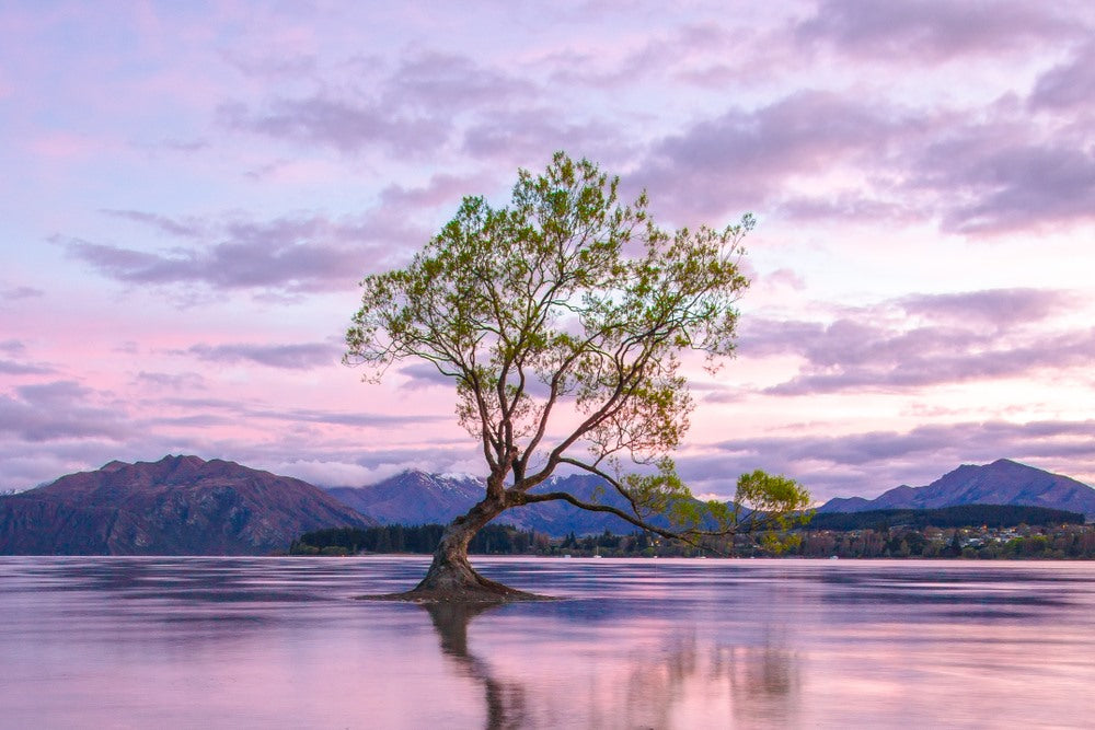 Tree in Lake Scenery Photograph Home Decor Premium Quality Poster Print Choose Your Sizes