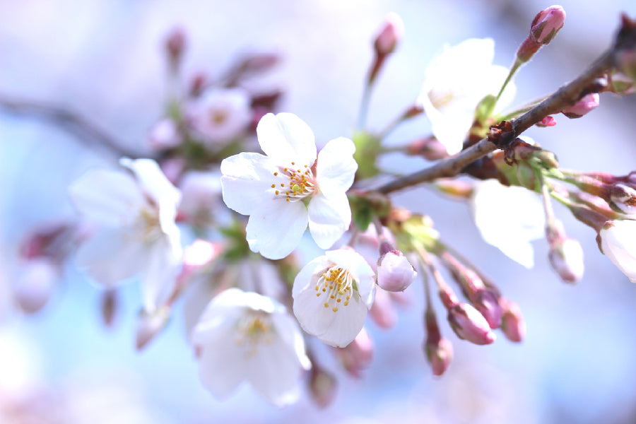 White Sakura Flowers Branch View Photograph Print 100% Australian Made