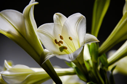 White Lily Flower Closeup Photograph Print 100% Australian Made