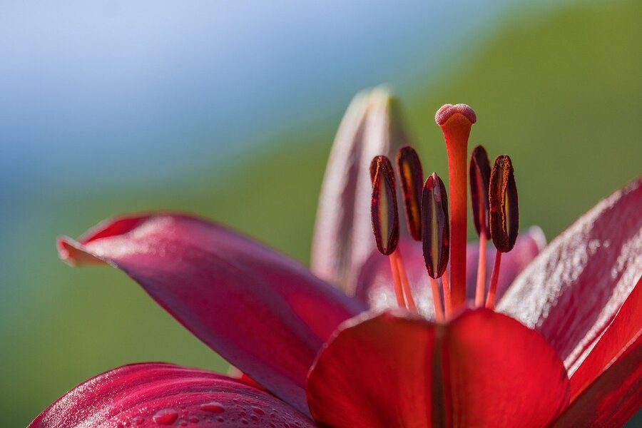 Red Lily Flower Macro Closeup Photograph Print 100% Australian Made