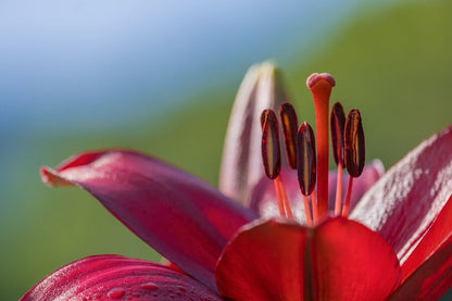 Red Lily Flower Macro Closeup Photograph Print 100% Australian Made