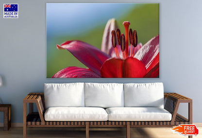 Red Lily Flower Macro Closeup Photograph Print 100% Australian Made