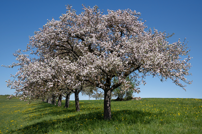 Blossom Flower Trees & Sky View Print 100% Australian Made