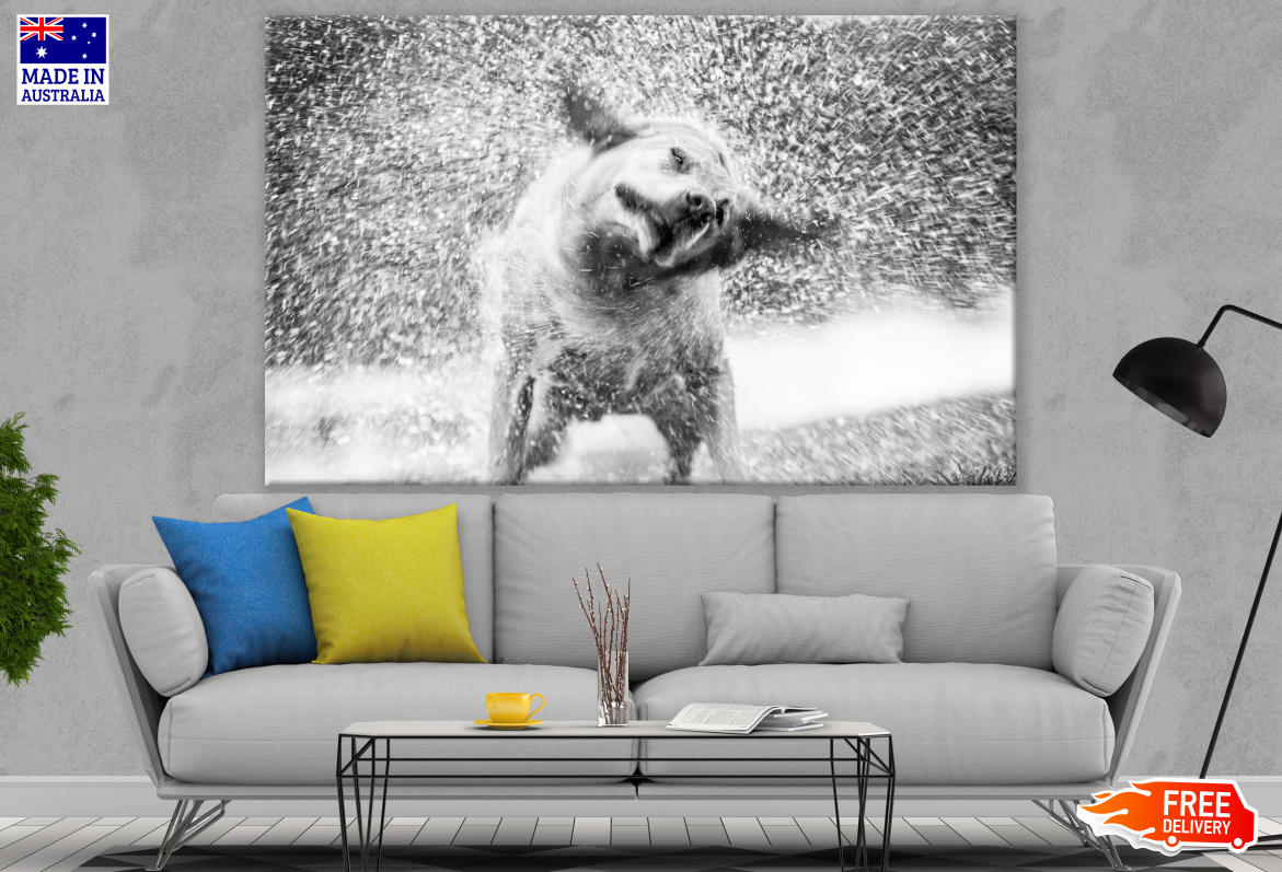 Dog After Bath B&W Photograph Print 100% Australian Made