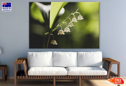 Lilies of the Valley Flowers Closeup Photograph Print 100% Australian Made