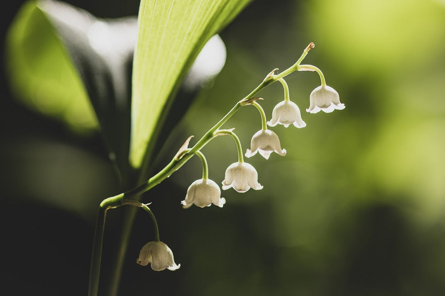 Lilies of the Valley Flowers Closeup Photograph Print 100% Australian Made