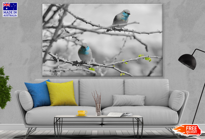 Rollers Birds on Tree Print 100% Australian Made