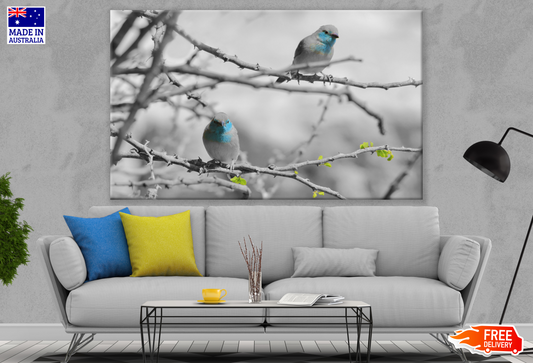 Rollers Birds on Tree Print 100% Australian Made