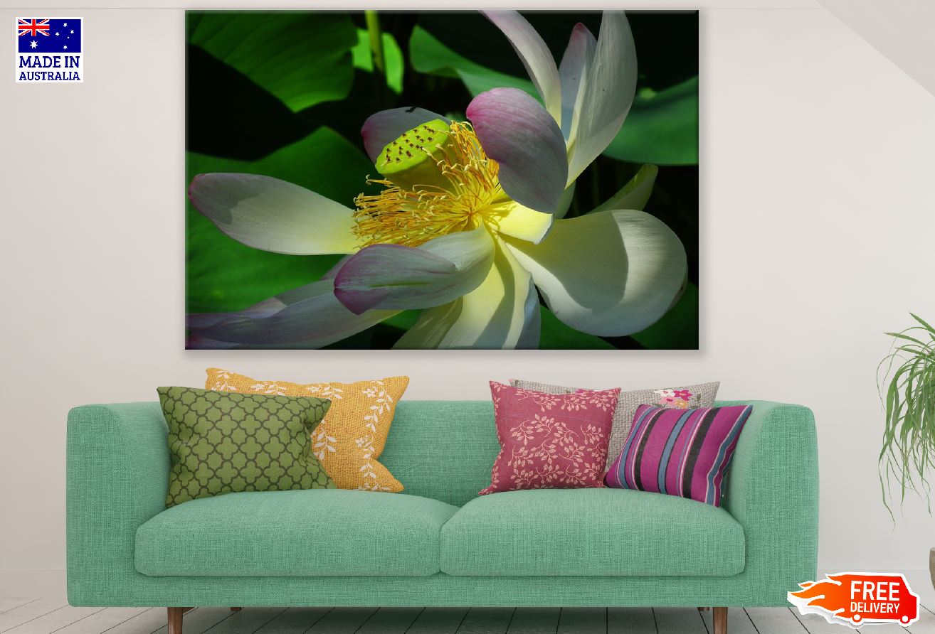 Lotus Flower Macro Photograph Print 100% Australian Made