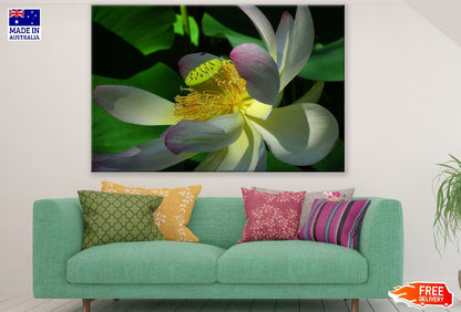Lotus Flower Macro Photograph Print 100% Australian Made