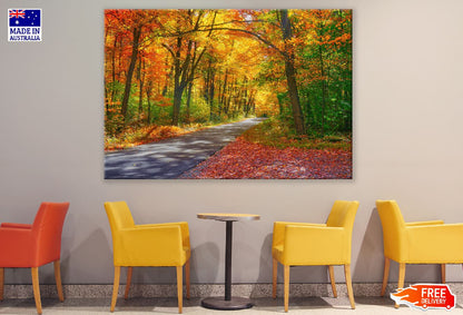 Road & Autumn Tree Forest Photograph Print 100% Australian Made