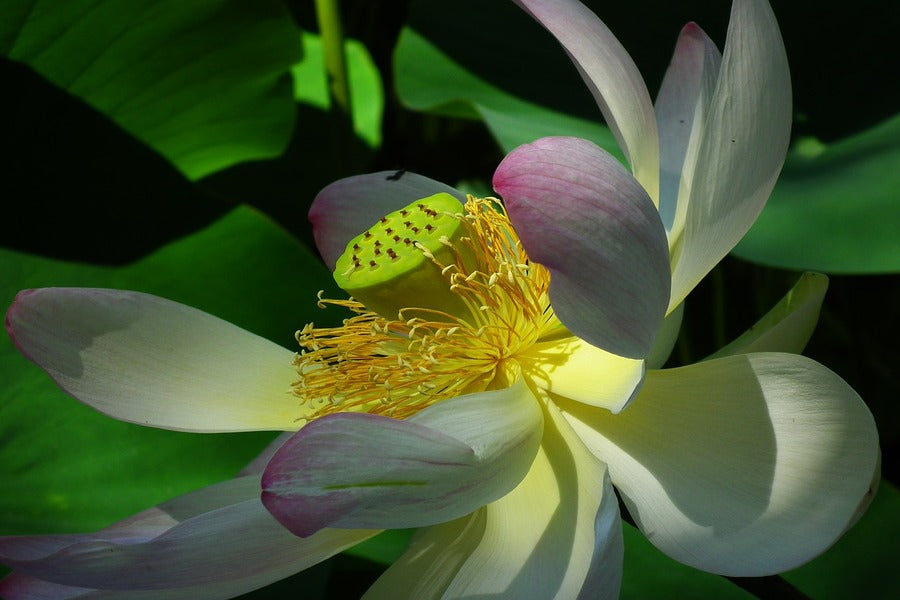 Lotus Flower Macro Photograph Print 100% Australian Made