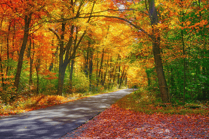 Road & Autumn Tree Forest Photograph Print 100% Australian Made