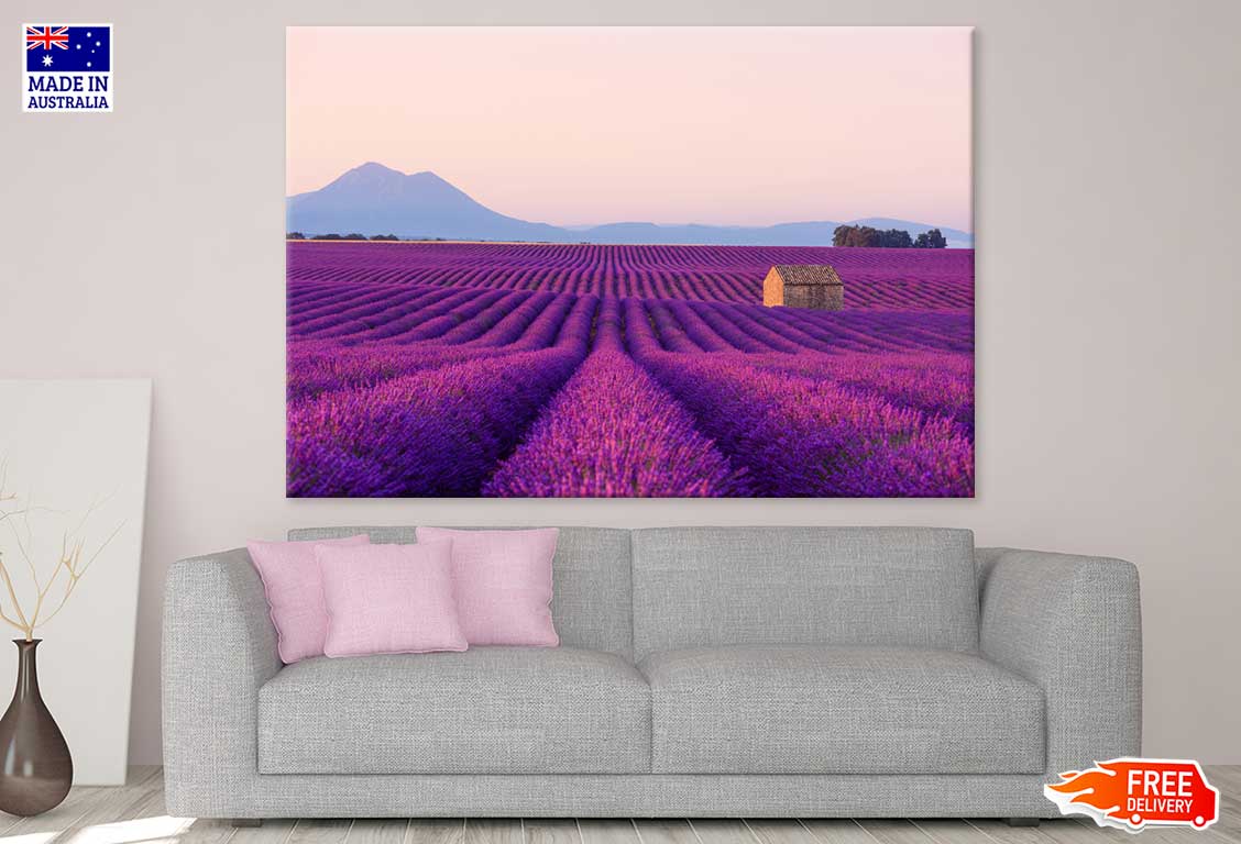 Blooming Lavender Field View Photograph Print 100% Australian Made