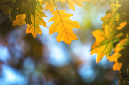 Autumn Leaves Closeup Photograph Print 100% Australian Made