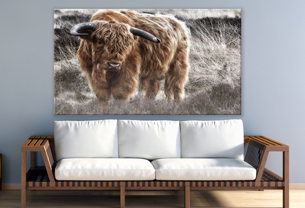 Highland Cow Standing on High Grass Print 100% Australian Made